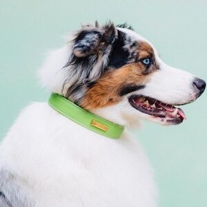 Leather Dog Collar by Hound Collection with Gold Bar Logo
